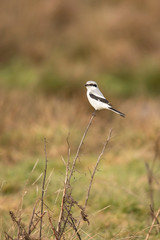 Great grey shrike, Lanius excubitor