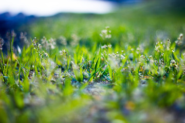 green grass in the sun