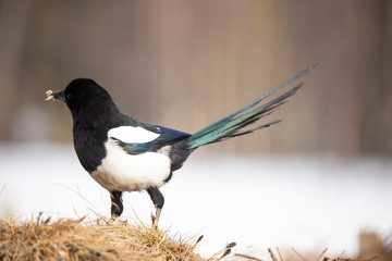 Magpie, Pica pica