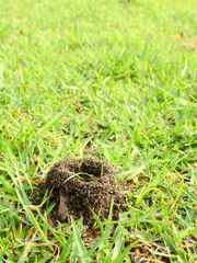 Ant nest on the ground with grass