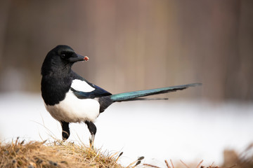 Magpie, Pica pica