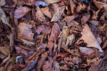 dry leaves on the ground