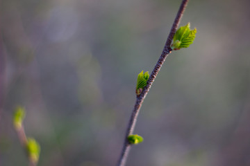 branch with blossoming leaves, spring , nature