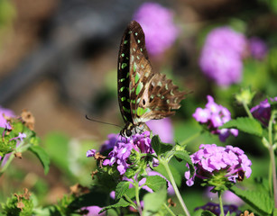 butterfly on flower