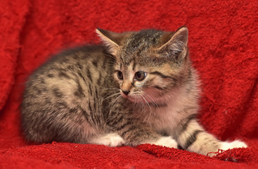 cute little tabby kitten on a red background