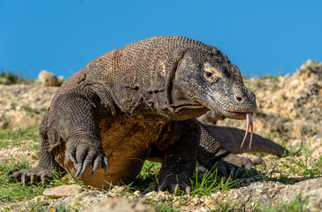 Komodo dragon  with the  forked tongue sniff air. Close up portrait. The Komodo dragon, scientific name: Varanus komodoensis. Indonesia.