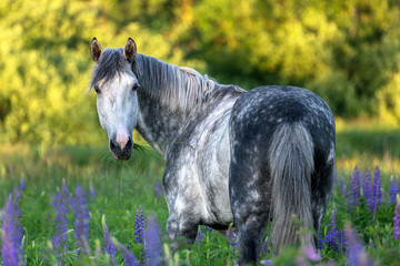 Portrait of an arabian stallion 