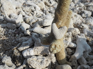 ハートのサンゴ