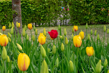 Obraz premium One red tulip surrounded by yellow tulips