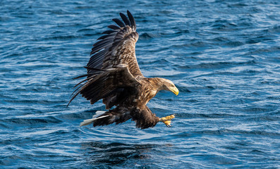 White-tailed eagle fishing. Blue Ocean Background. Scientific name: Haliaeetus albicilla, also known as the ern, erne, gray eagle, Eurasian sea eagle and white-tailed sea-eagle.