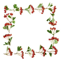 Hawthorn berry abstract background border on white. Used in herbal medicine to lower blood pressure, improve circulation and help with cardiovascular problems.