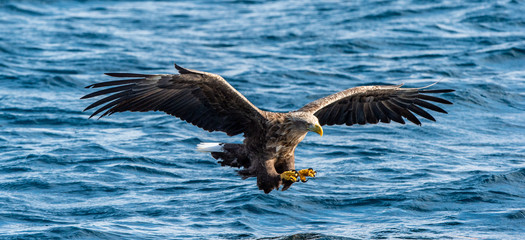 White-tailed eagle fishing. Blue Ocean Background. Scientific name: Haliaeetus albicilla, also...