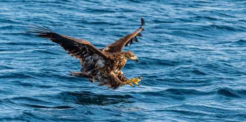 Juvenile White-tailed eagle fishing. Blue Ocean Background. Scientific name: Haliaeetus albicilla, also known as the ern, erne, gray eagle, Eurasian sea eagle and white-tailed sea-eagle.