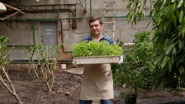 Man in greenhouse is carrying tray with seedlings plants to planting.