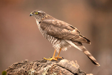 Sparrow Hawk, Accipiter nisus