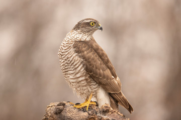 Sparrow Hawk, Accipiter nisus