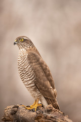Sparrow Hawk, Accipiter nisus