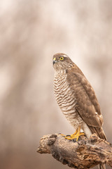 Sparrow Hawk, Accipiter nisus