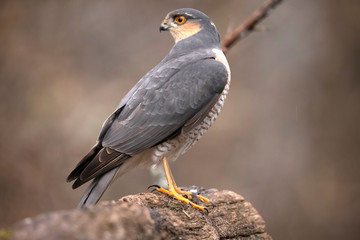 Fototapeta premium Sparrow Hawk, Accipiter nisus