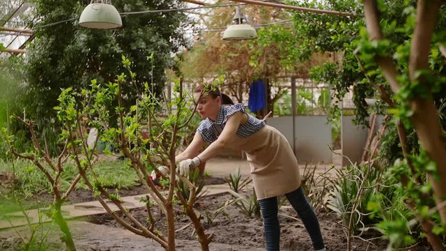 Woman gardener with pruning shears in hand caring tree. Gardening in greenhouse.