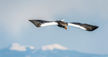 Adult Steller's sea eagle in flight. Scientific name: Haliaeetus pelagicus. Snow-covered mountains background. Natural Habitat.