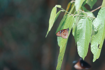 Amazing with butterflies on the leaves
