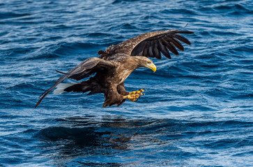 White-tailed eagle fishing. Blue Ocean Background. Scientific name: Haliaeetus albicilla, also known as the ern, erne, gray eagle, Eurasian sea eagle and white-tailed sea-eagle.