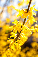 Flowering Forsythia closeup on blue sky background
