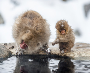 The Japanese macaque and cub. Scientific name: Macaca fuscata, also known as the snow monkey. Natural habitat. Japan.