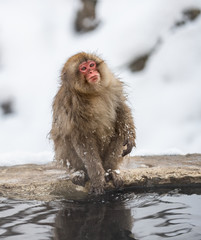 Japanese macaque on the stone near natural hot springs. The Japanese macaque ( Scientific name: Macaca fuscata), also known as the snow monkey. Natural habitat, winter season.