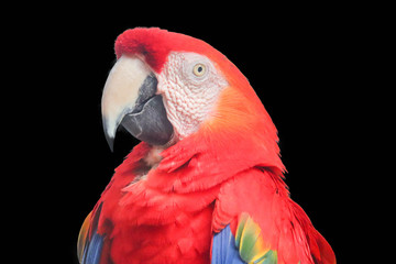 Red and blue macaw isolated on black background