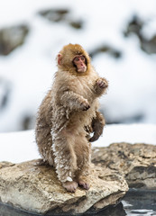 Fototapeta premium Japanese macaque and cub. Japanese macaques on the stone near natural hot springs. The Japanese macaqu, Scientific name: Macaca fuscata, also known as the snow monkey. Natural habitat, winter season