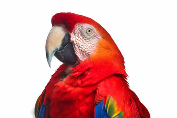 Naklejka premium macaw isolated on white background