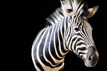 zebra isolated on black background