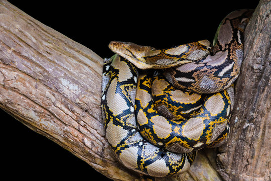 Reticulated Python Isolated