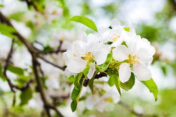 Flowering branch of apple tree in a spring