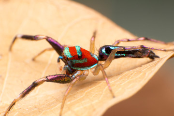 Close up of jumper spider on the dry leaf in Thailand, Beautiful Jumping Spider.