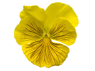 yellow pansy flower on a white background