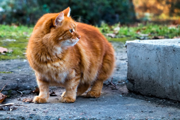 Street red cat carefully looks to the side