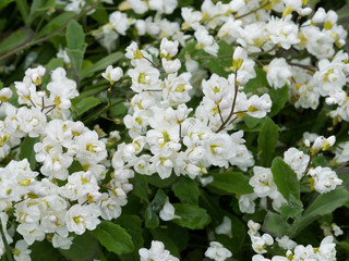 Arabis caucasica 'Plena'. Arabette du Caucase à fleurs blanches ou corbeille d'argent au feuillage vert bleuté