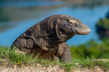 Komodo dragon. Close up portrait. The Komodo dragon, scientific name: Varanus komodoensis....