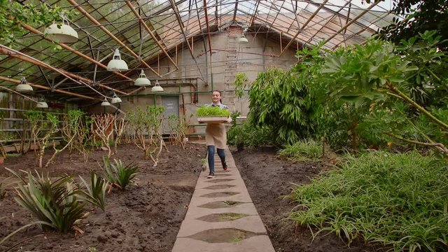 Woman in greenhouse is carrying tray with seedlings small plants to planting.