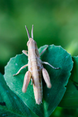 Grasshopper on the leaf macro take