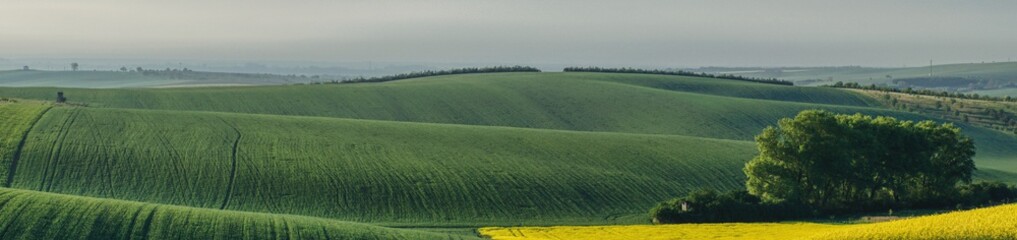 Fototapeta na wymiar spring panorama of fields covered with green grain and peas, undulating hills of Moravia