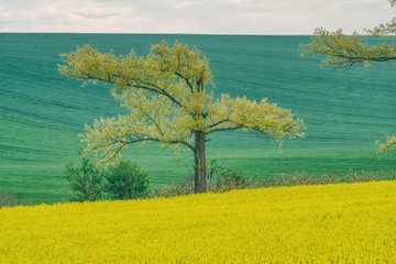 samotne złamane drzewo na tle pofałdowanych pól, wiosna z zielonymi polami zbóż i kwitnącym rzepakiem