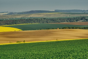Pole świeżo zasianej kurydzy w sąsiedztwie pól obsianych oziminami rzepakiem