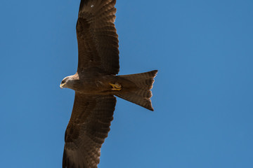 black kite in flight during a show