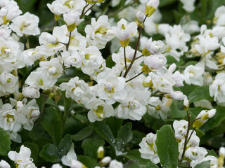 Arabis caucasica 'Plena' - Die Kaukasische Gänsekresse