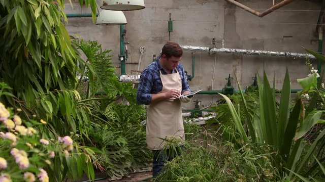 Agronomist man with tablet conducts inspection of growing plants on greenhouse and puts the indicators.