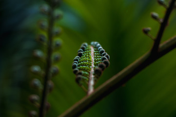 Tropical plant growing its leaves in beautiful spirals. 